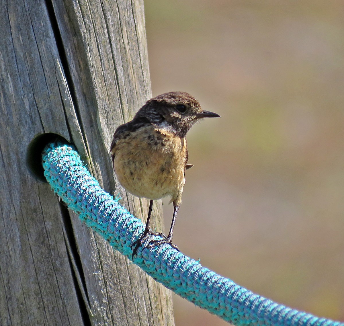 European Stonechat - Joao Freitas