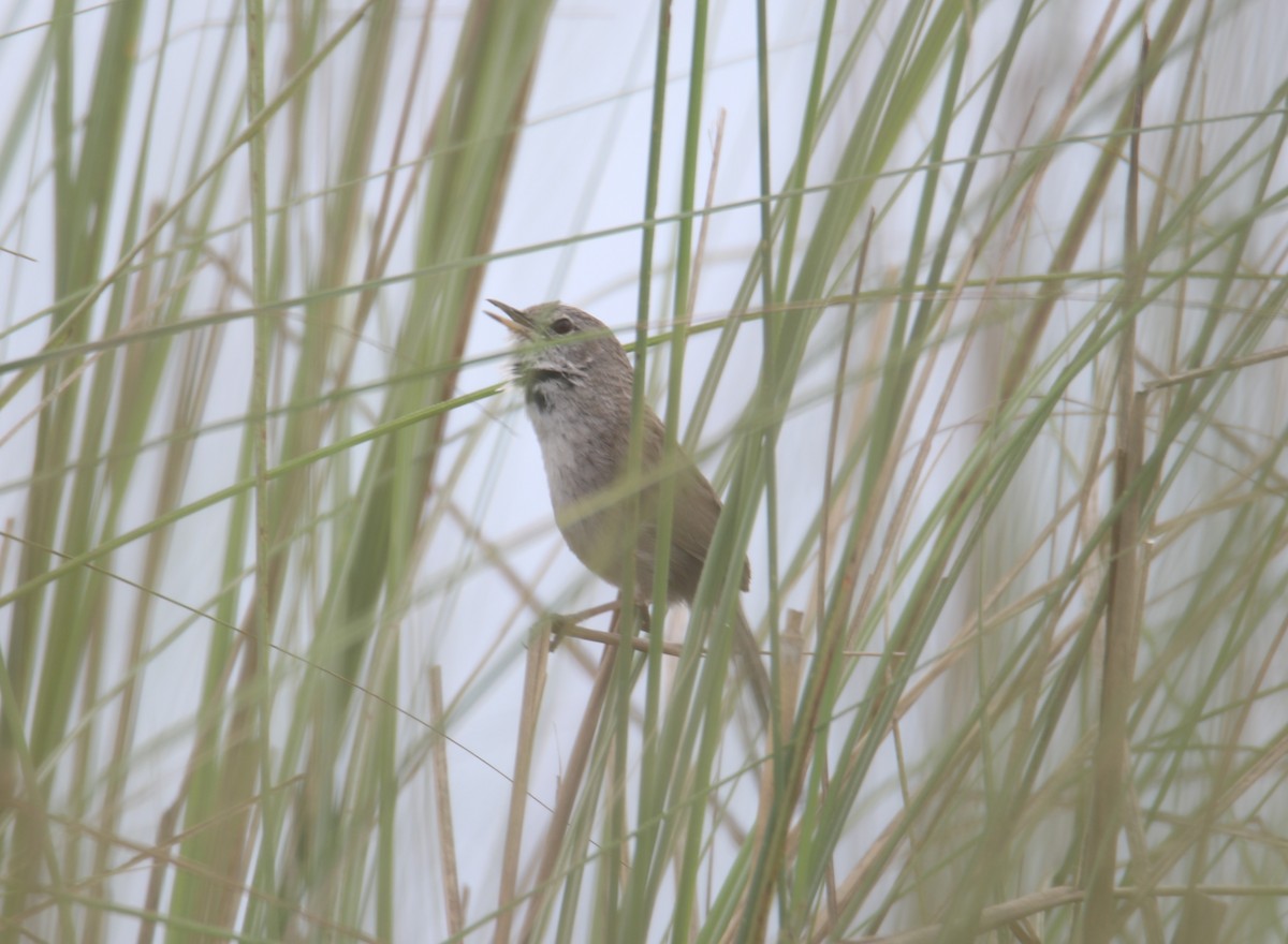 Swamp Grass Babbler - Praveen H N