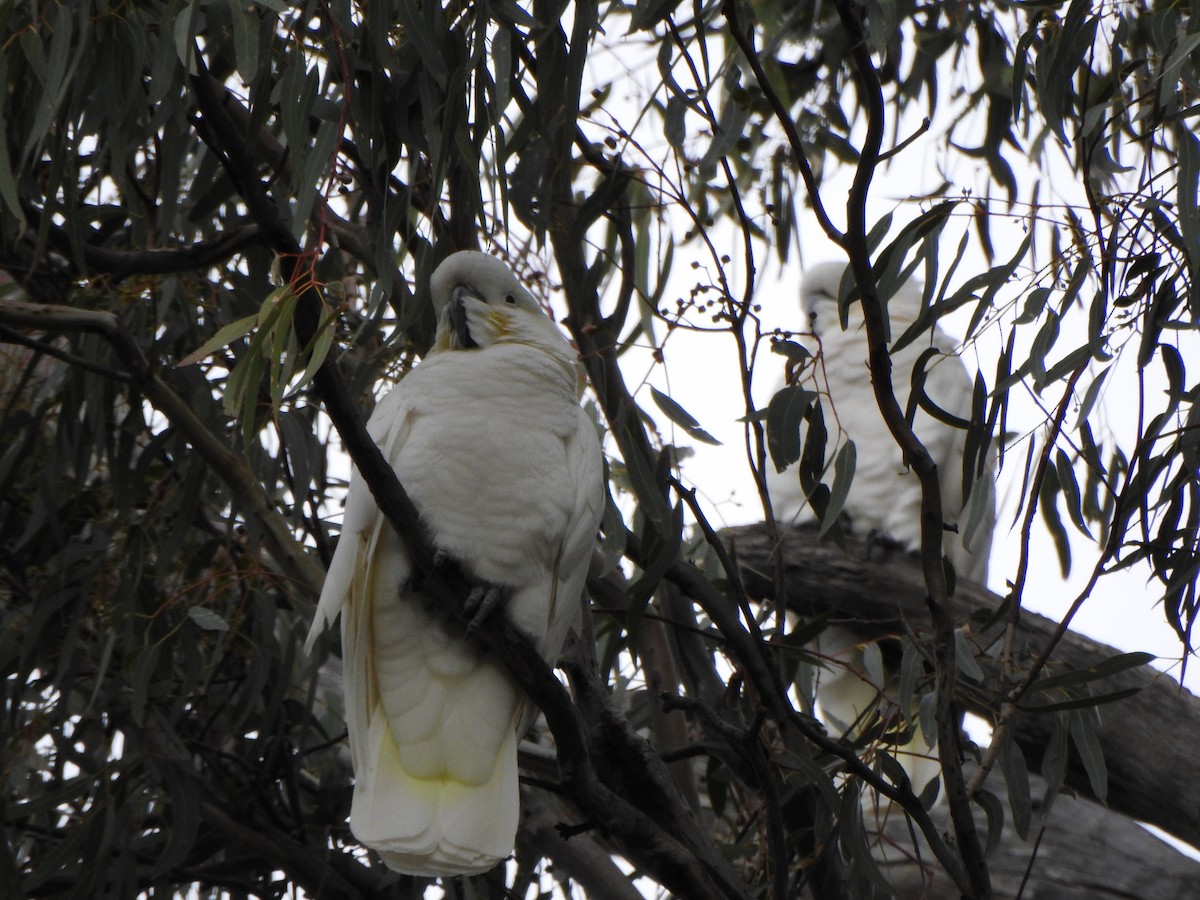 Sulphur-crested Cockatoo - DS Ridley