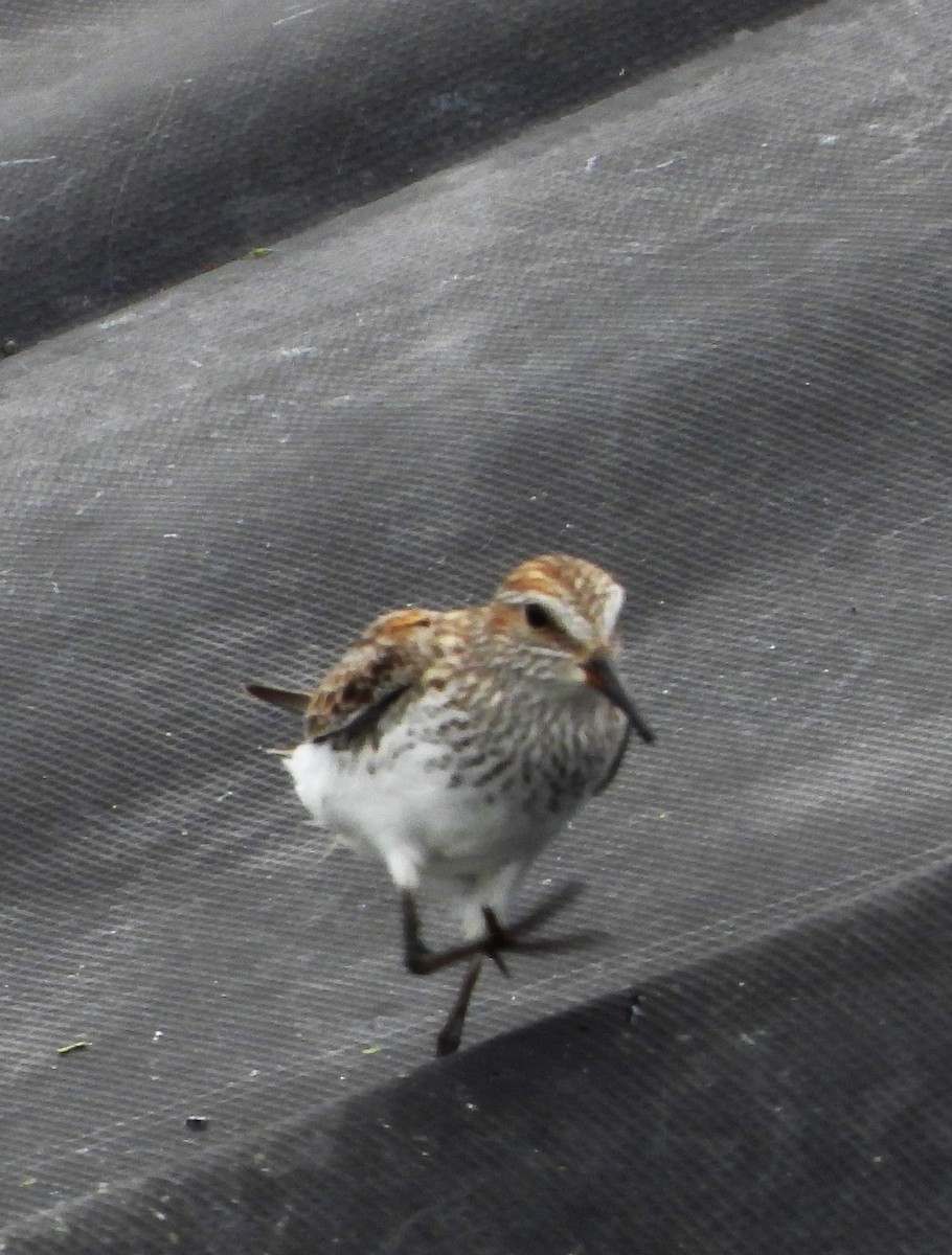 White-rumped Sandpiper - Eric Haskell