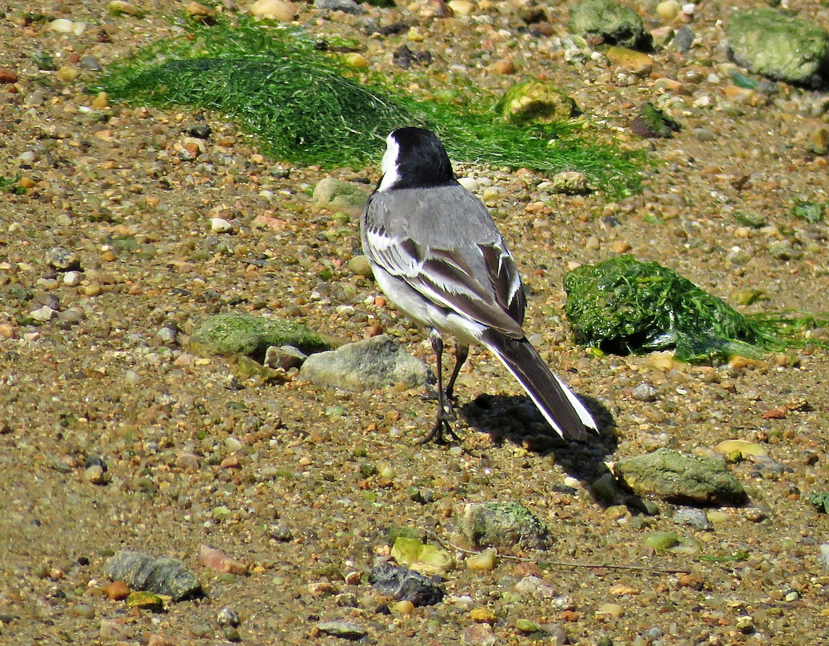 White Wagtail - Joao Freitas