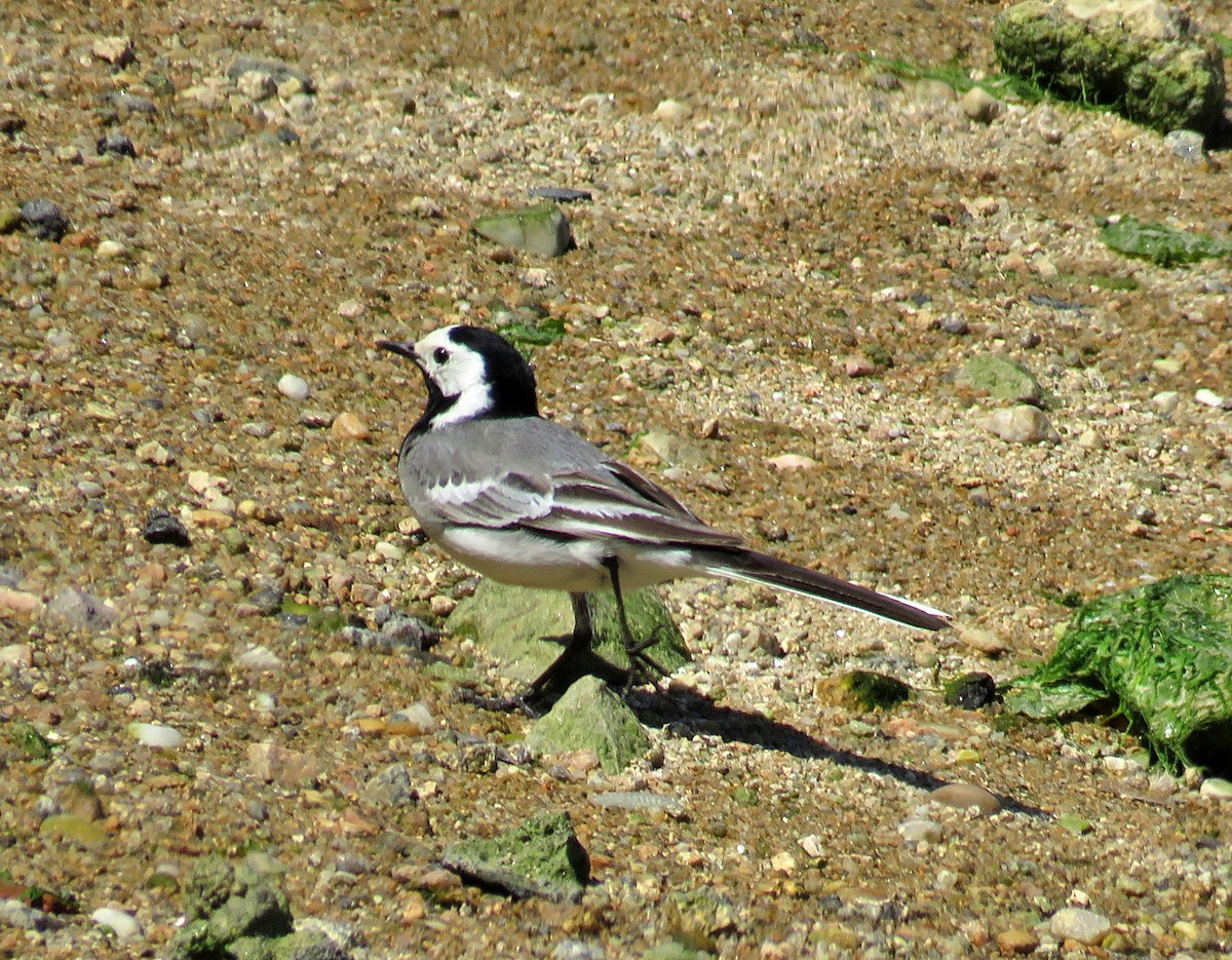 White Wagtail - Joao Freitas