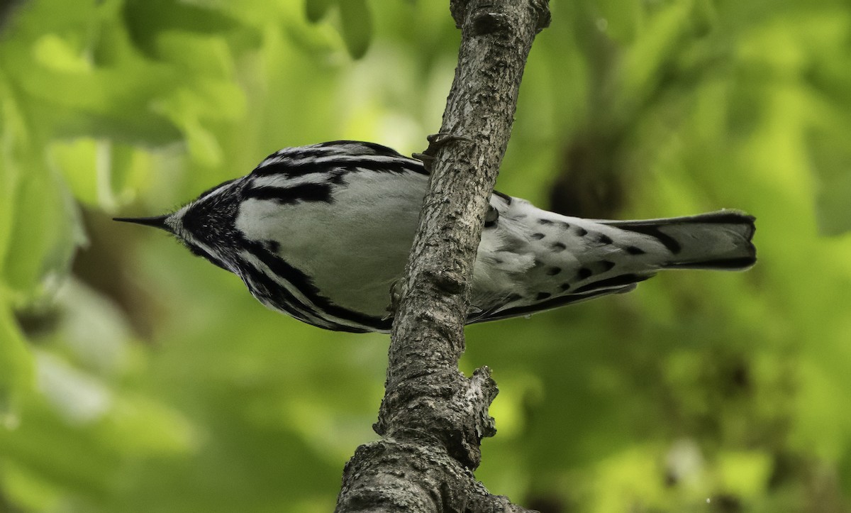 Black-and-white Warbler - Charles Carlson