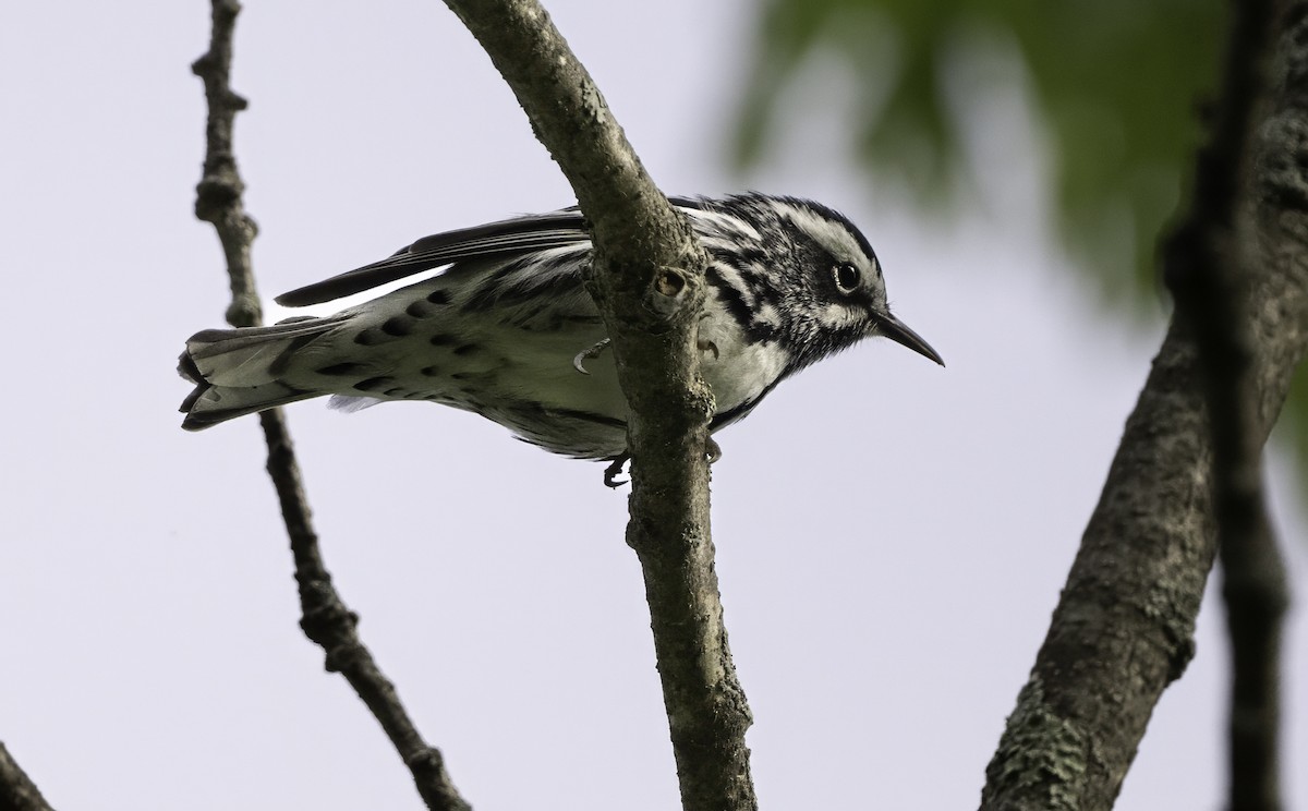 Black-and-white Warbler - Charles Carlson