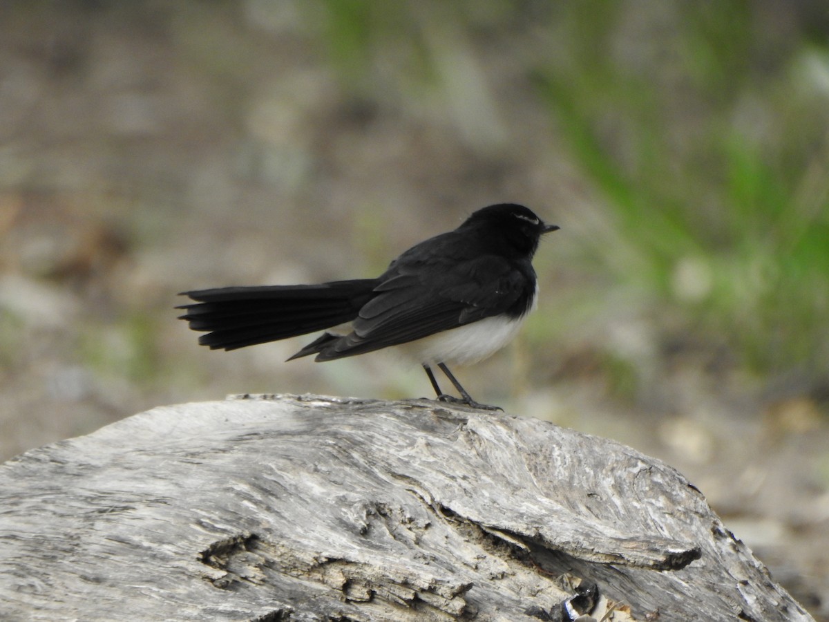 Willie-wagtail - DS Ridley