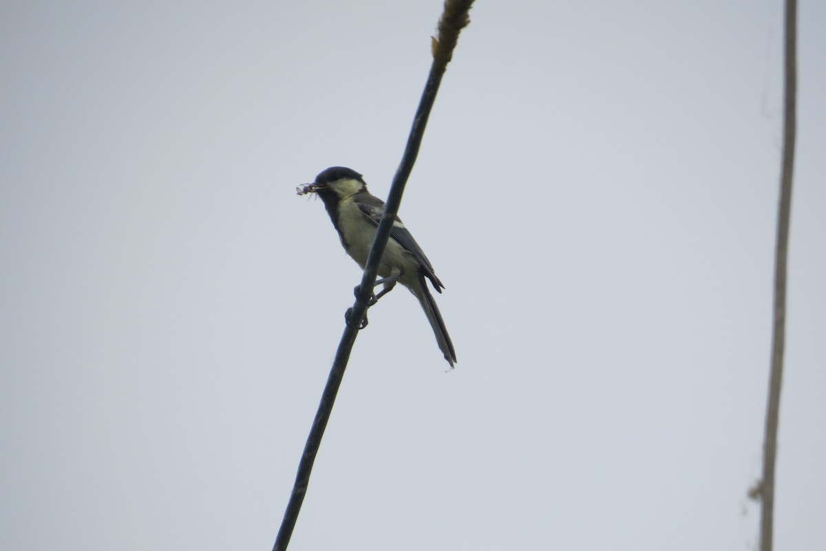 Japanese Tit - Anonymous