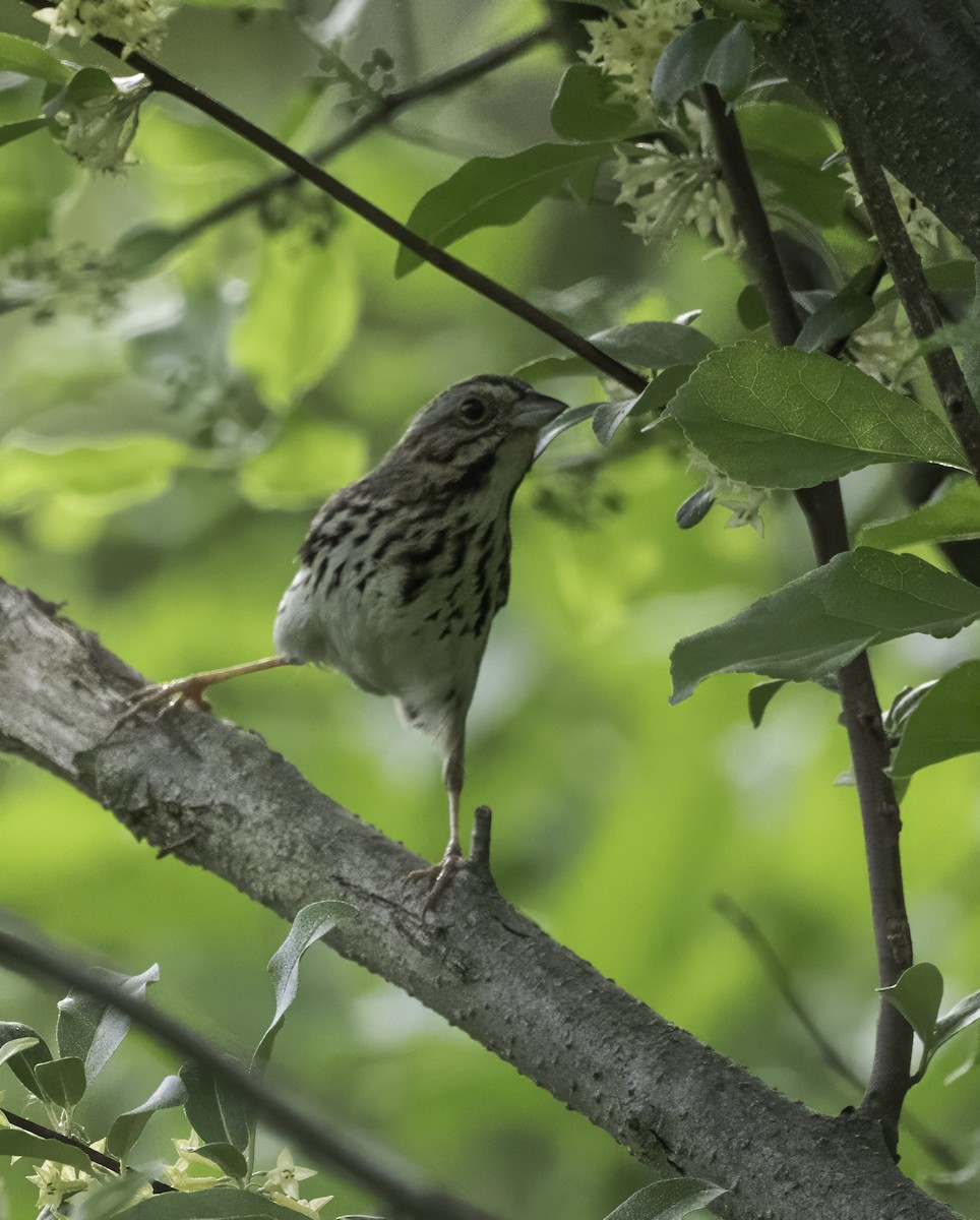 Song Sparrow - Charles Carlson