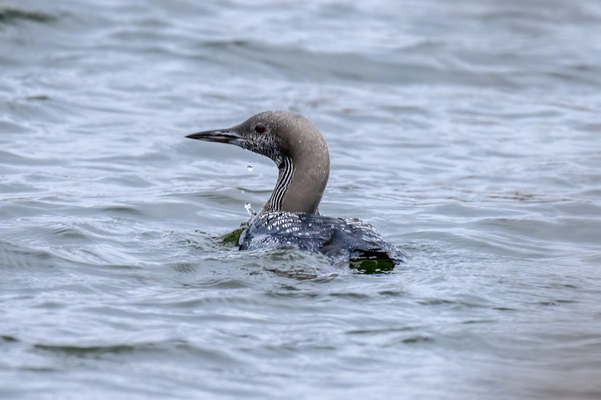 Arctic Loon - Valery Treitsiak