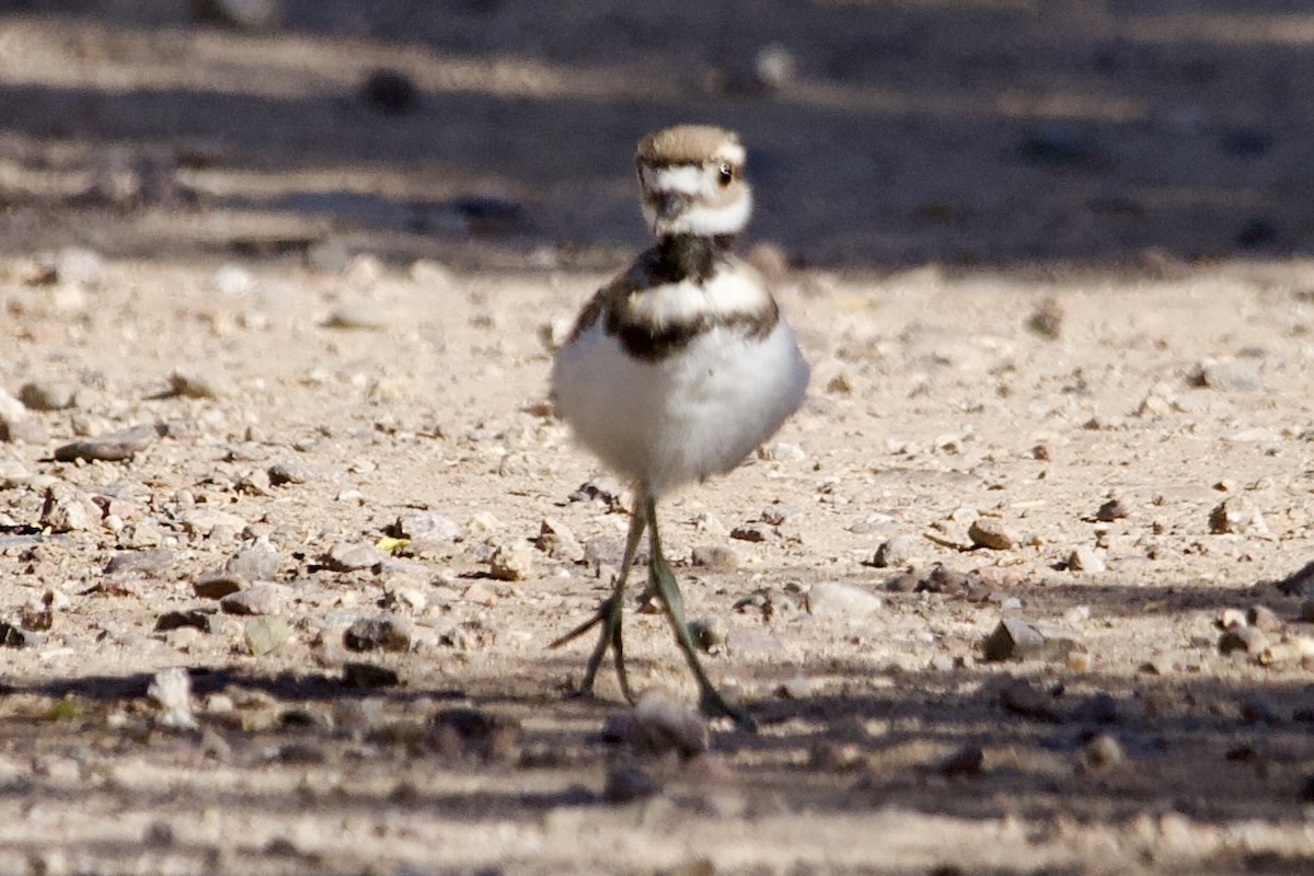 Killdeer - Robert Snider