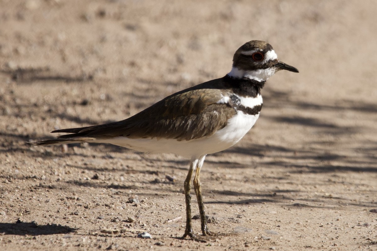 Killdeer - Robert Snider