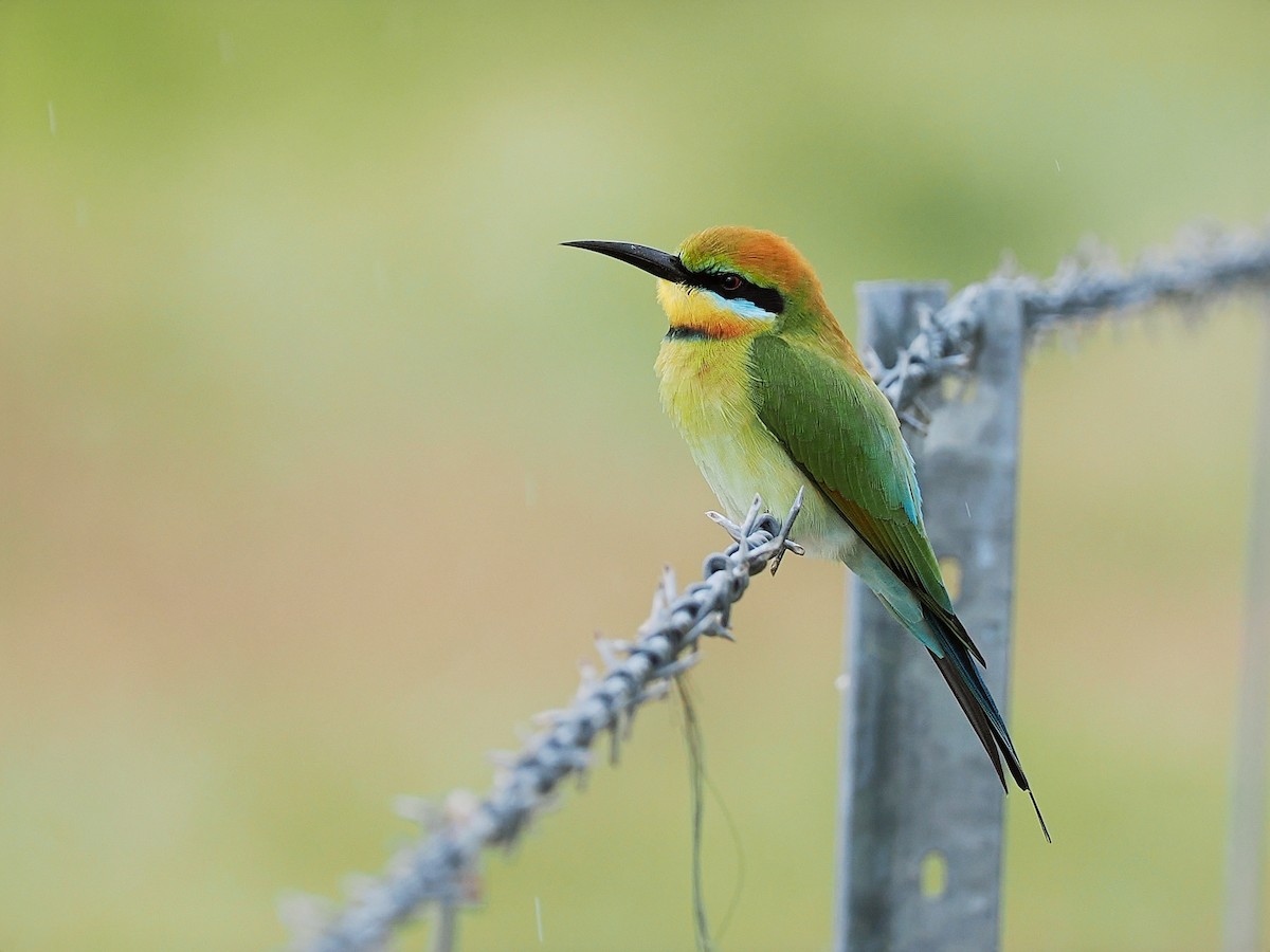 Rainbow Bee-eater - ML619561957