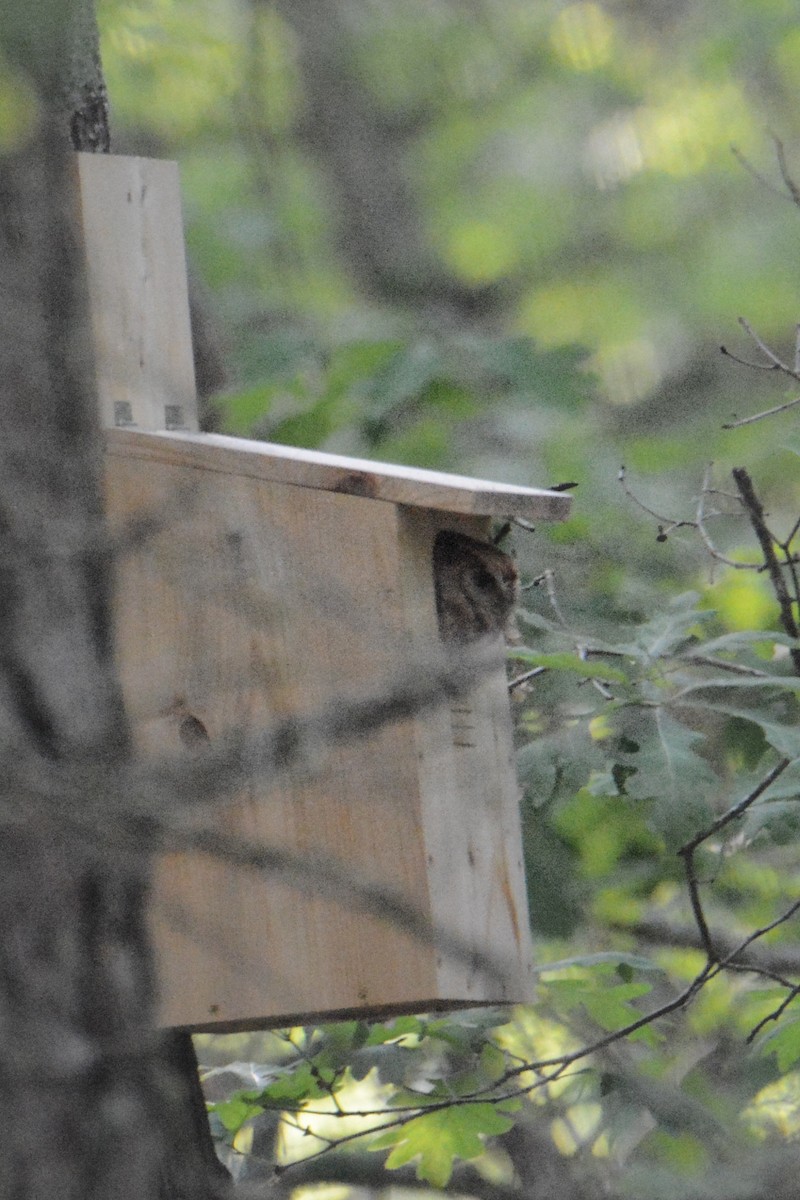 Eastern Screech-Owl - Vicky McErlean🐦