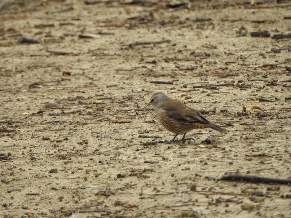 Brown Treecreeper - ML619561965