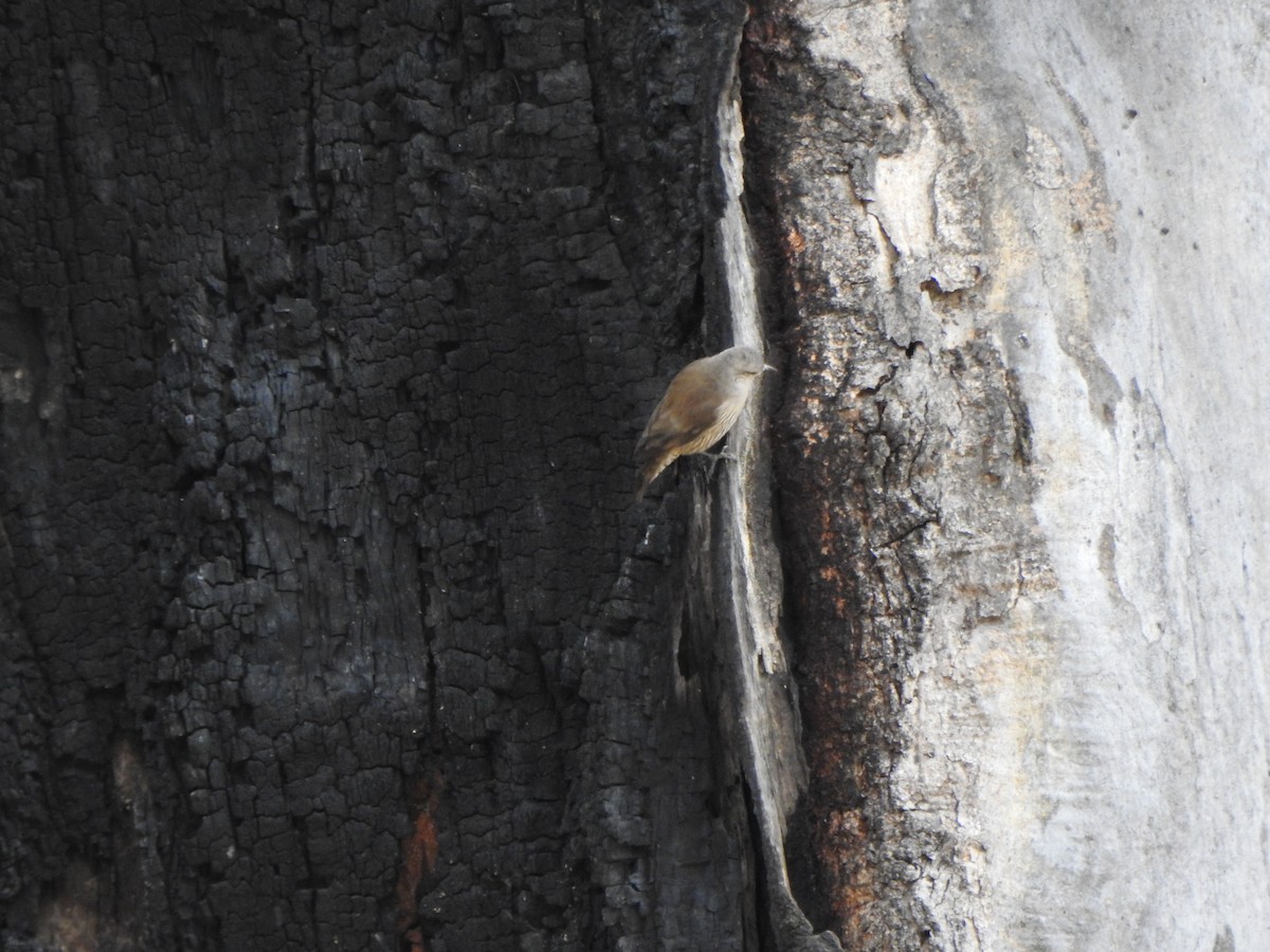 Brown Treecreeper - DS Ridley