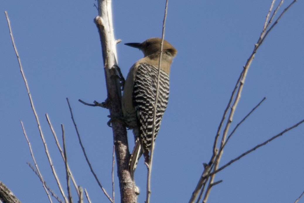 Gila Woodpecker - Robert Snider