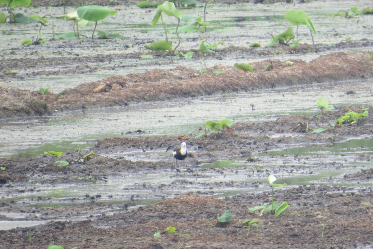 Pheasant-tailed Jacana - Anonymous