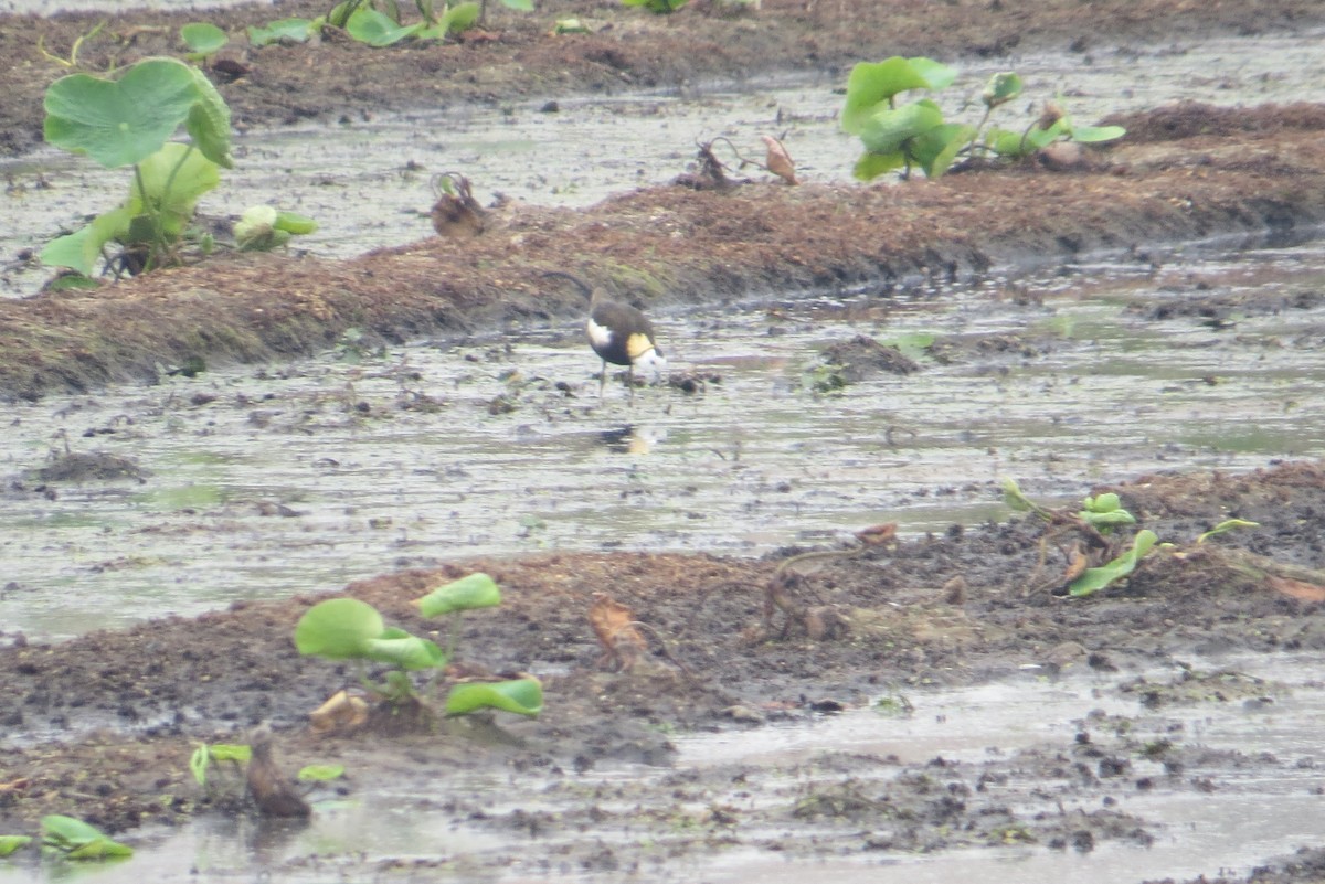 Pheasant-tailed Jacana - Anonymous