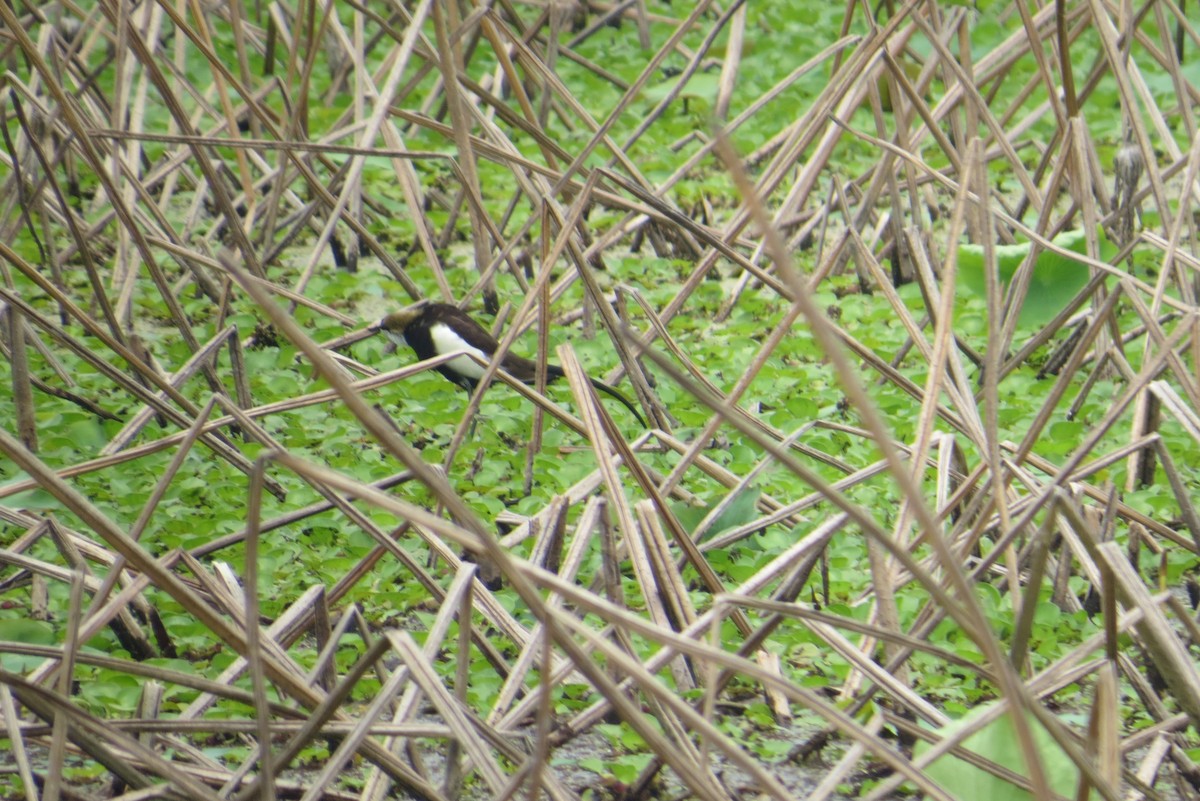 Pheasant-tailed Jacana - Anonymous