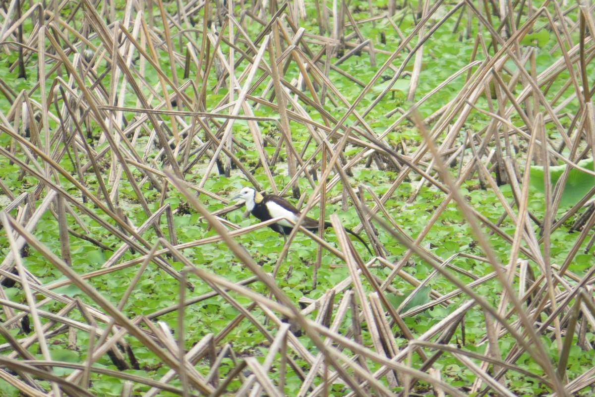 Pheasant-tailed Jacana - Anonymous