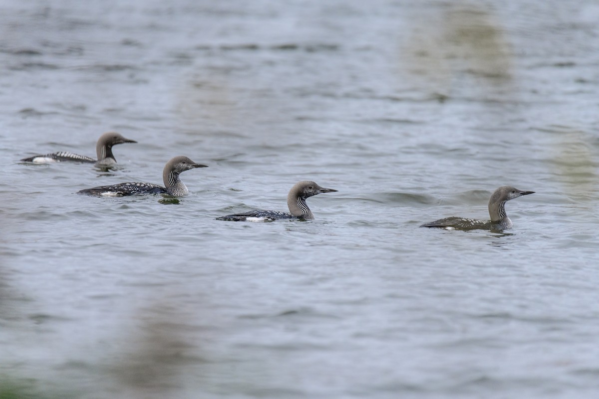 Arctic Loon - Valery Treitsiak