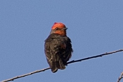 Vermilion Flycatcher - Robert Snider