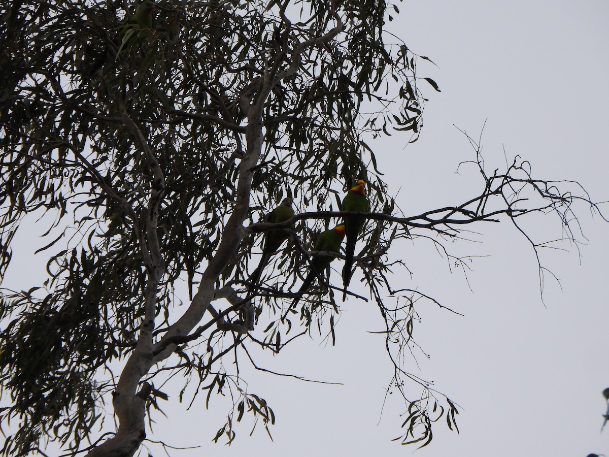 Superb Parrot - DS Ridley