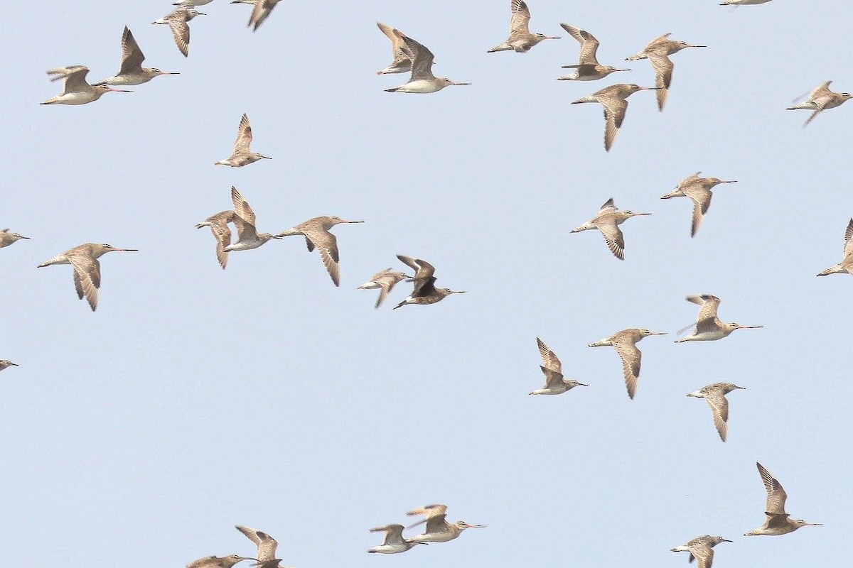 Hudsonian Godwit - Kye Turnbull