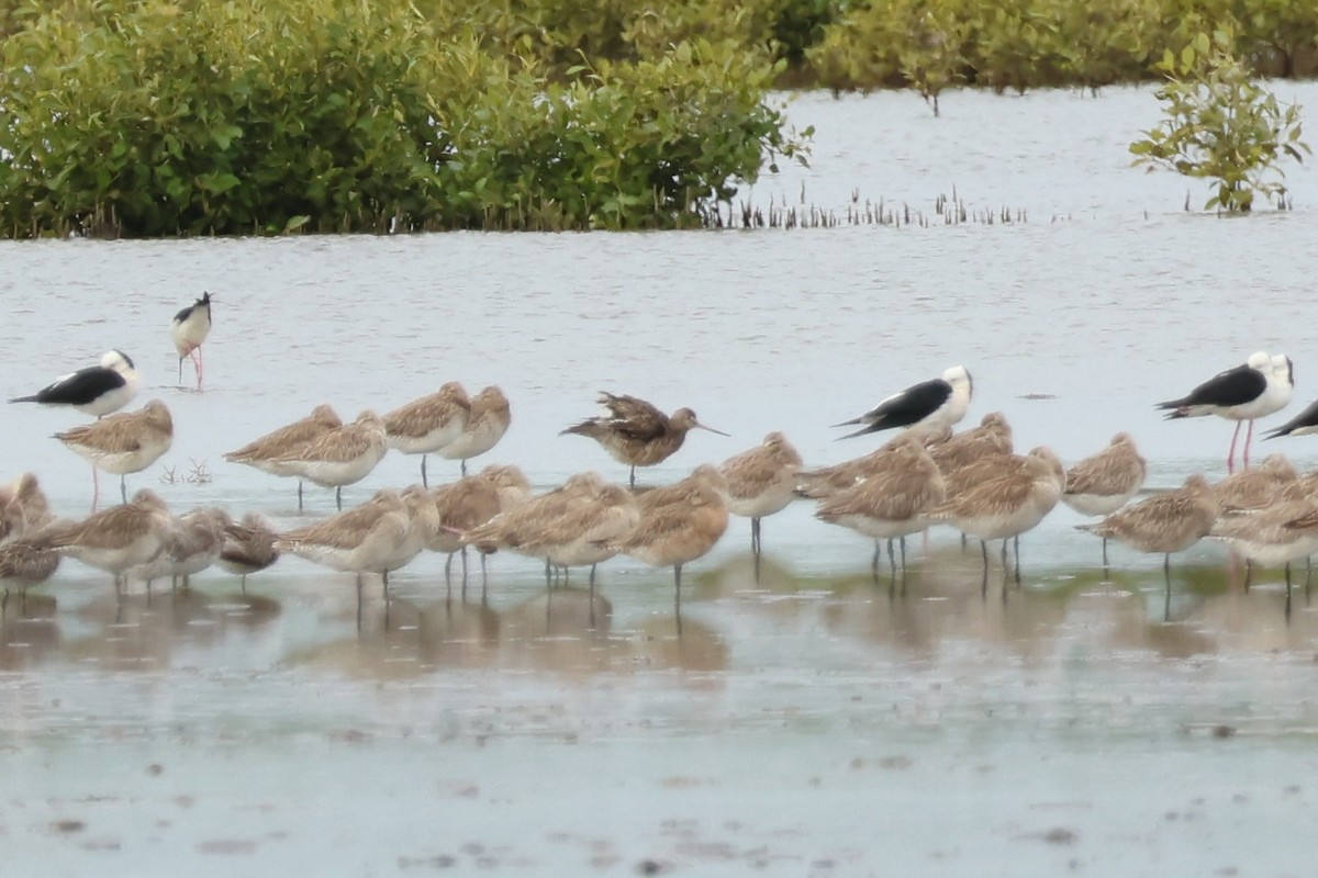 Hudsonian Godwit - ML619561991