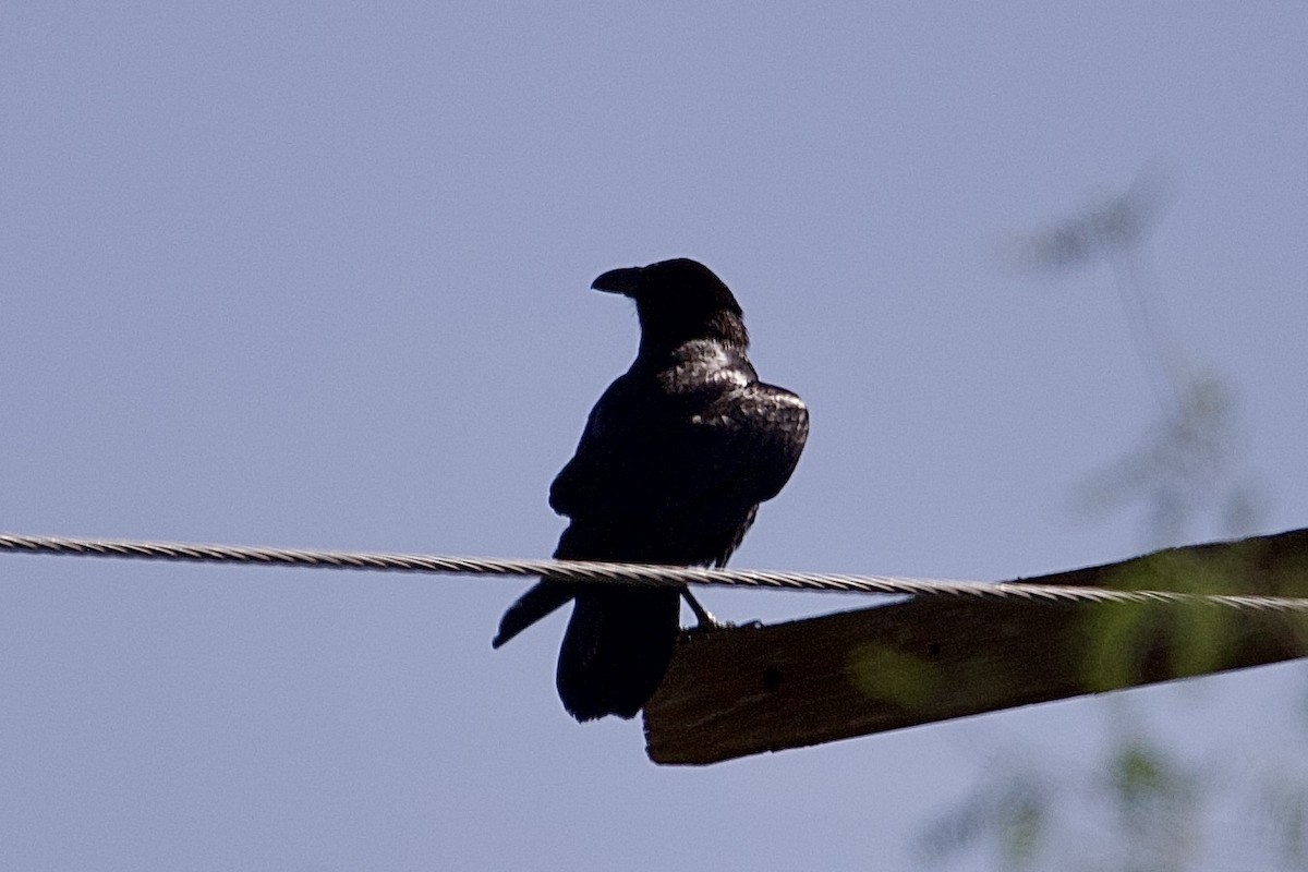 Common Raven - Robert Snider