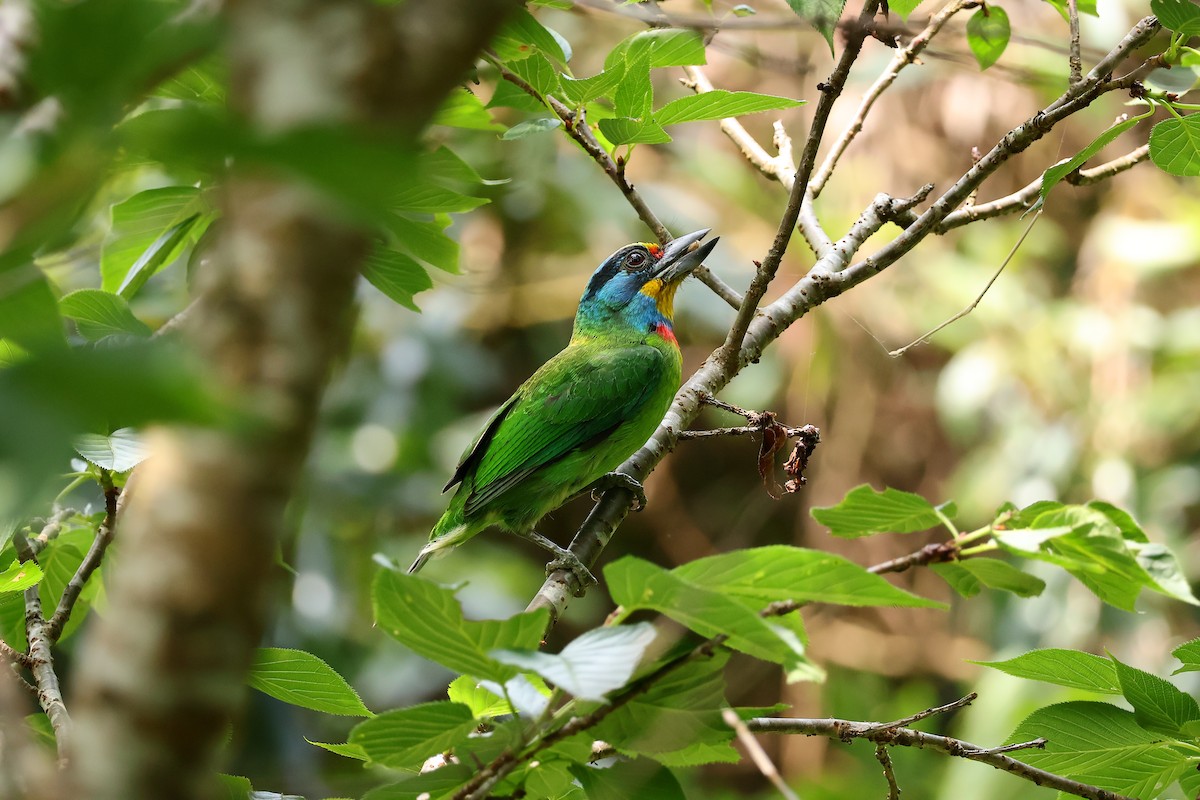 Taiwan Barbet - Ying ZHOU