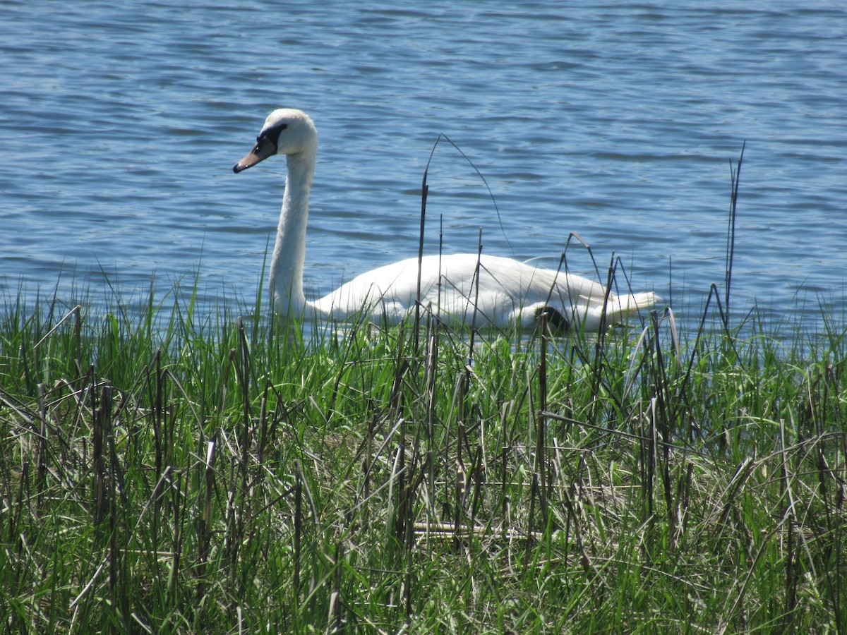 Mute Swan - Barry Capella