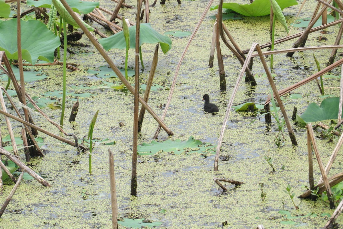 Eurasian Moorhen - Anonymous