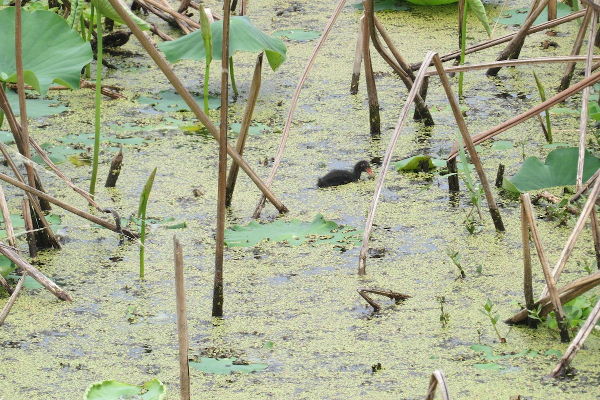 Eurasian Moorhen - Anonymous