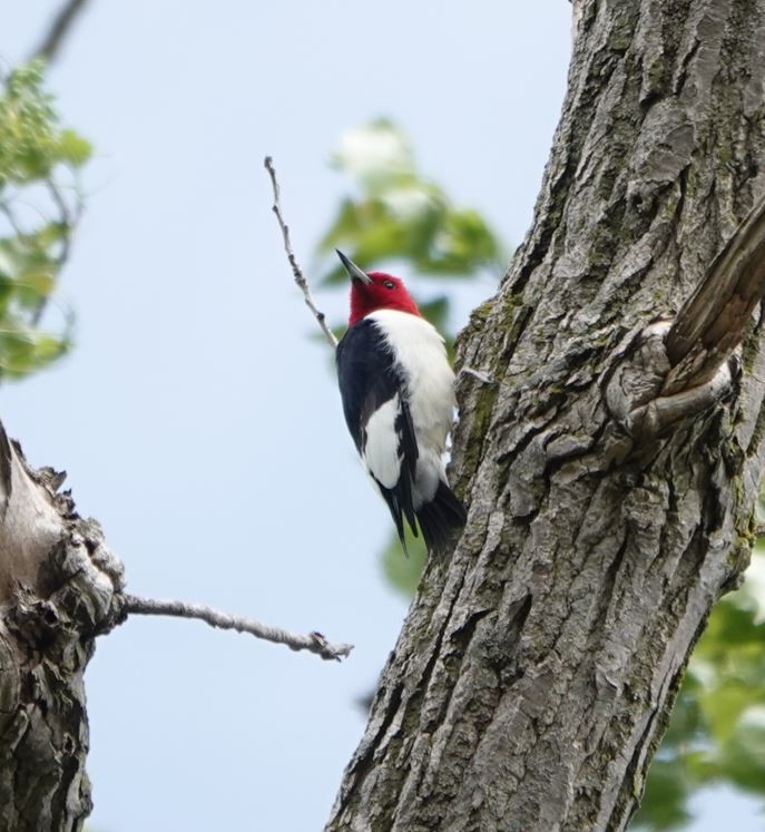 Red-headed Woodpecker - Zhongyu Wang