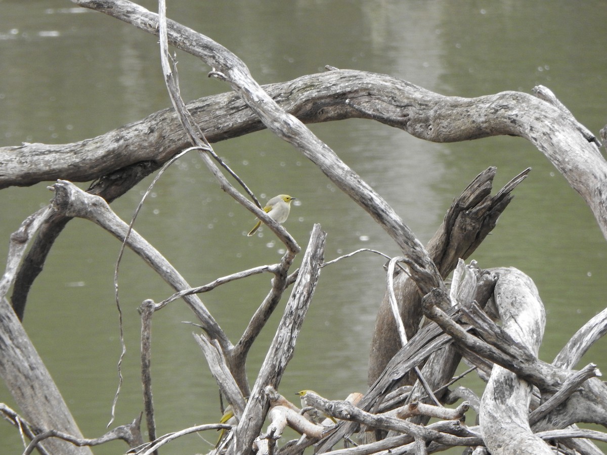 White-plumed Honeyeater - DS Ridley