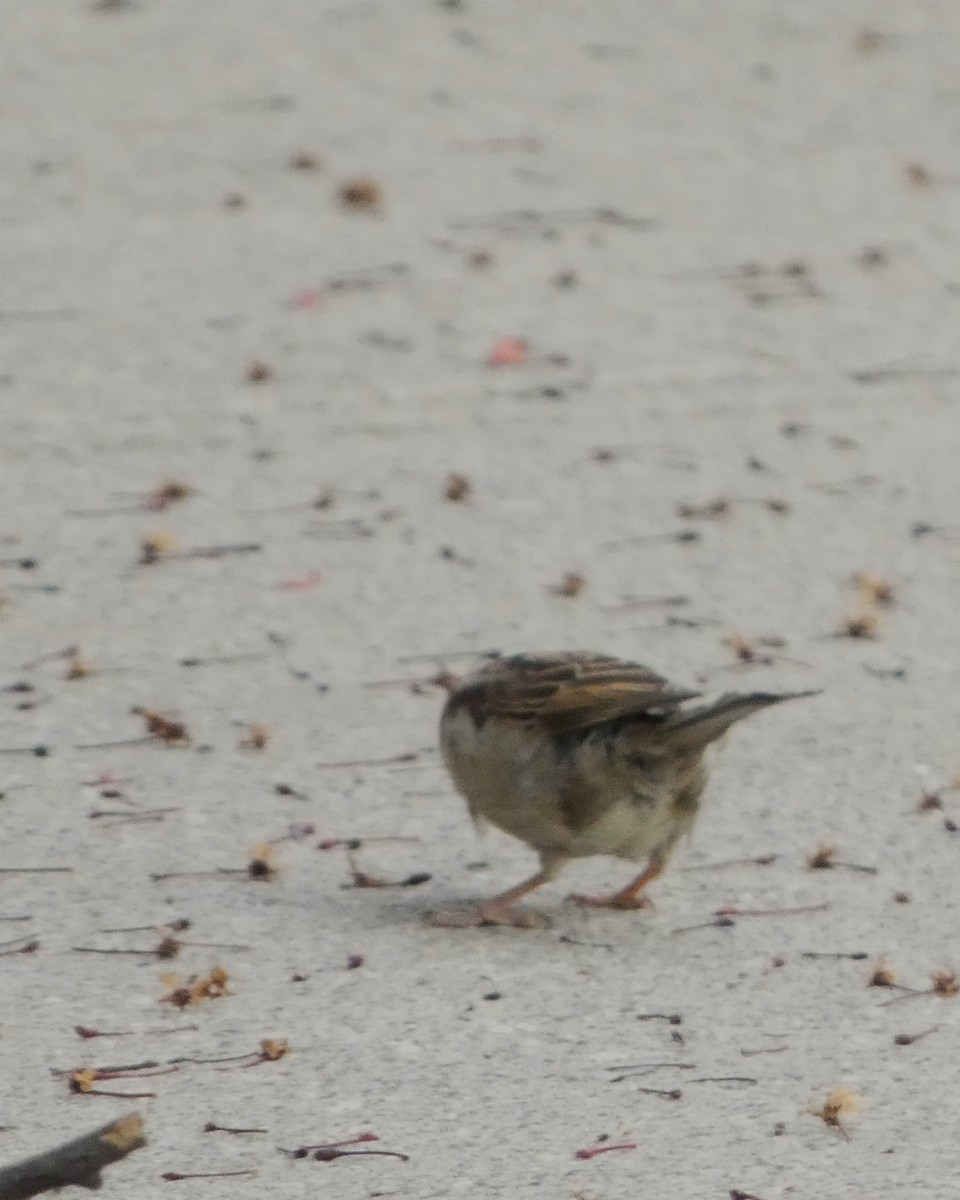 House Sparrow - Sarah Bowman