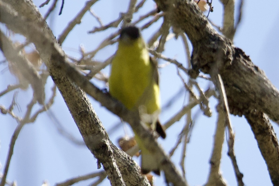 Lesser Goldfinch - Robert Snider