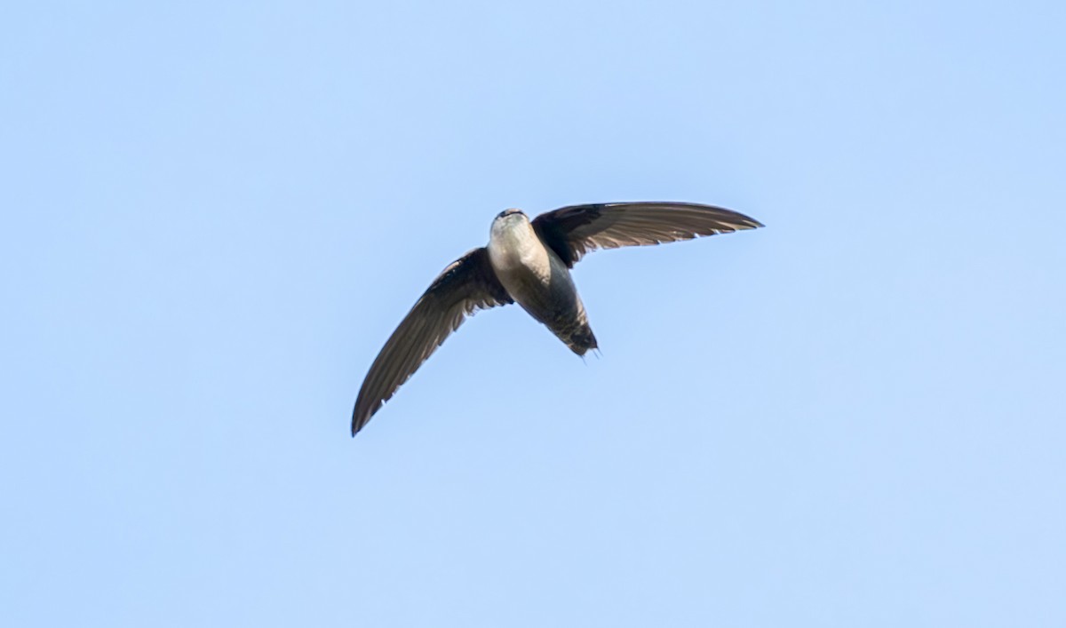 Chimney Swift - Jim Carroll