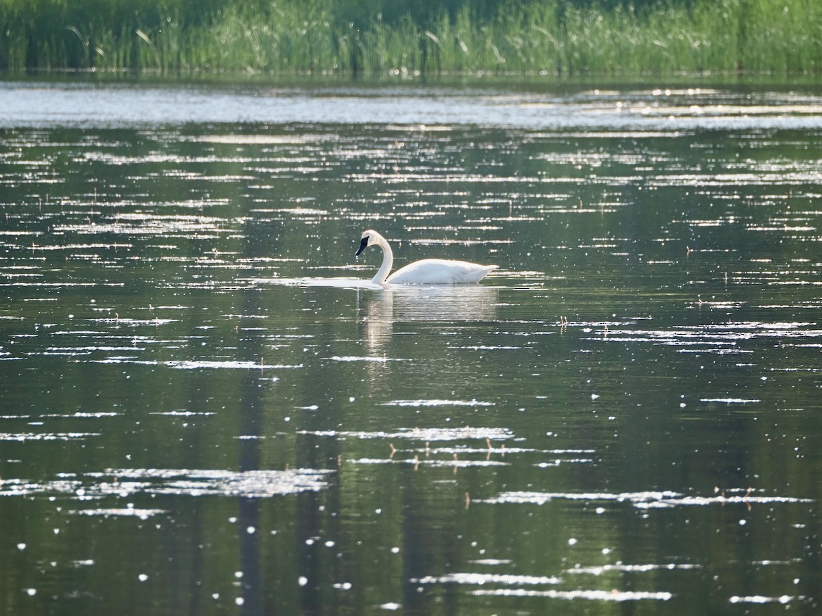 Trumpeter Swan - Thomas Boe