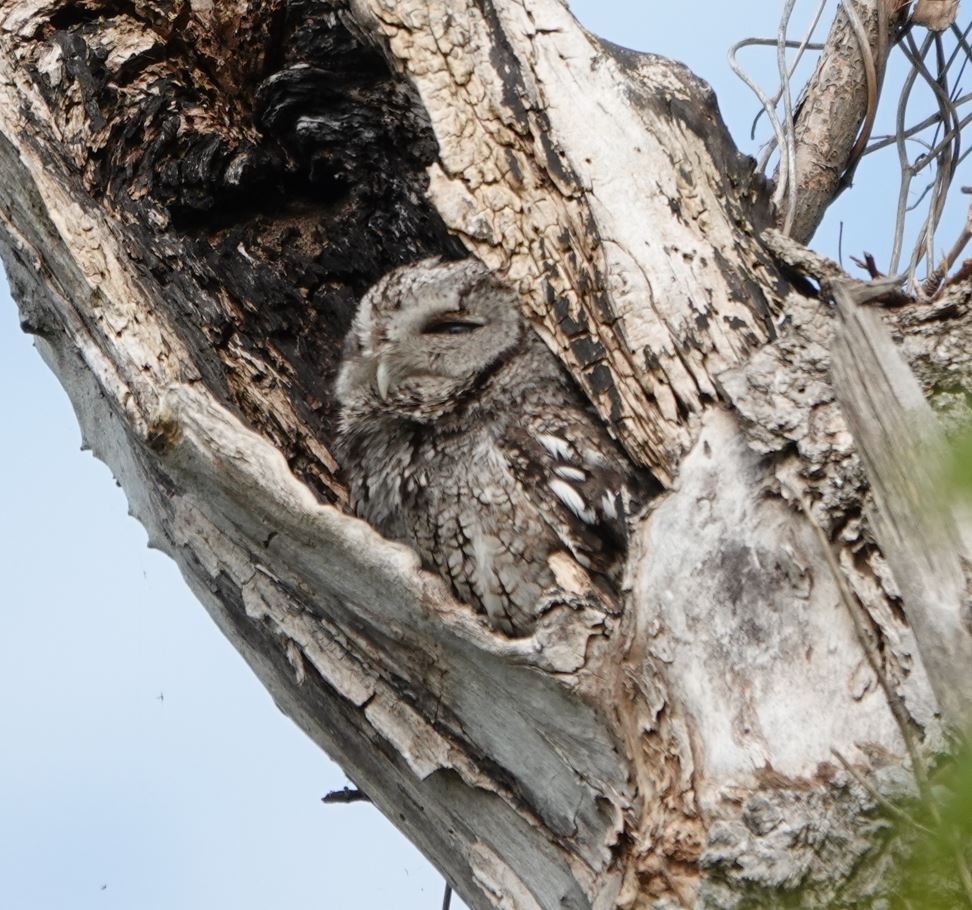 Eastern Screech-Owl - Zhongyu Wang