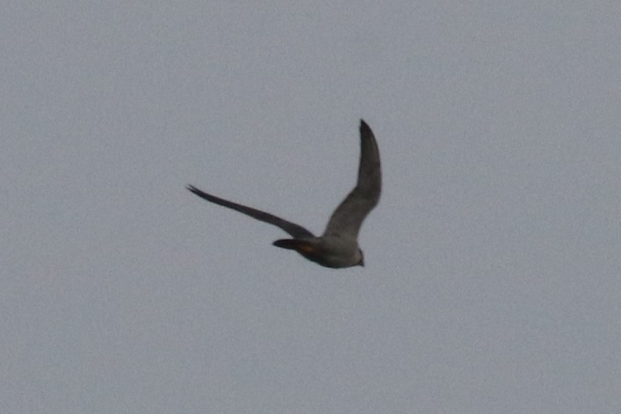 Peregrine Falcon - Levan Goenner