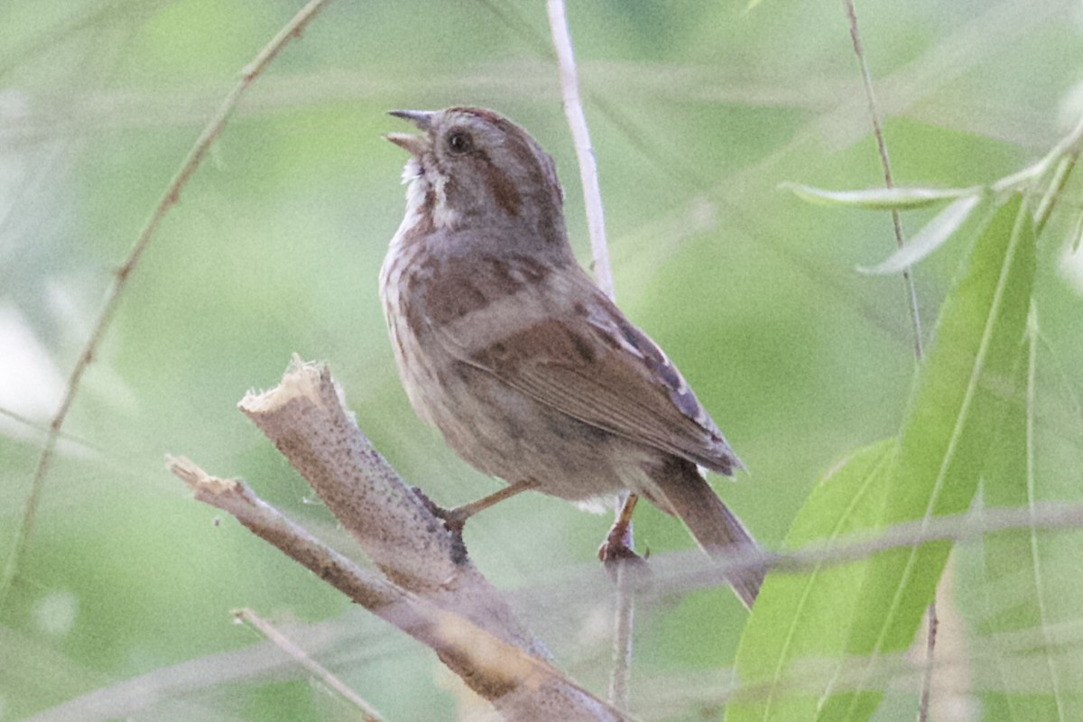 Song Sparrow - Robert Snider