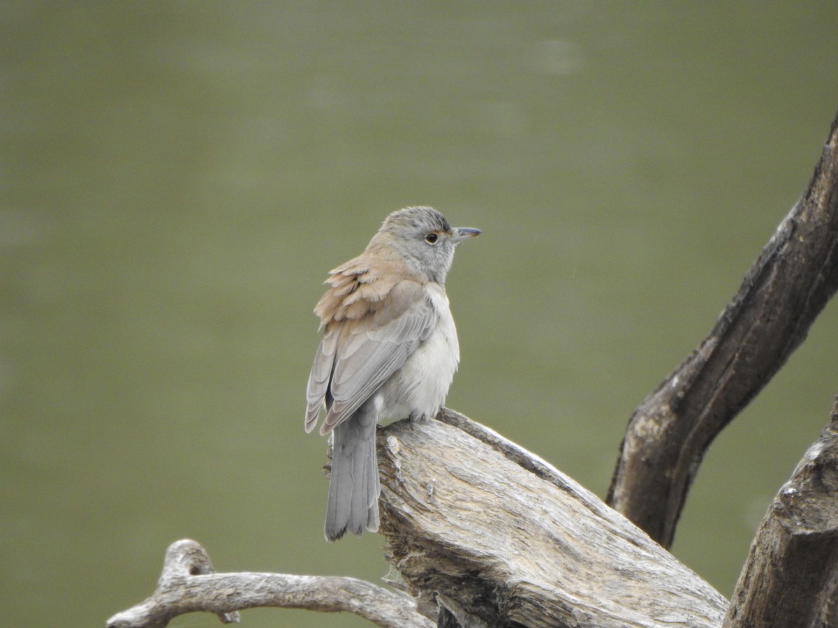 Gray Shrikethrush - DS Ridley