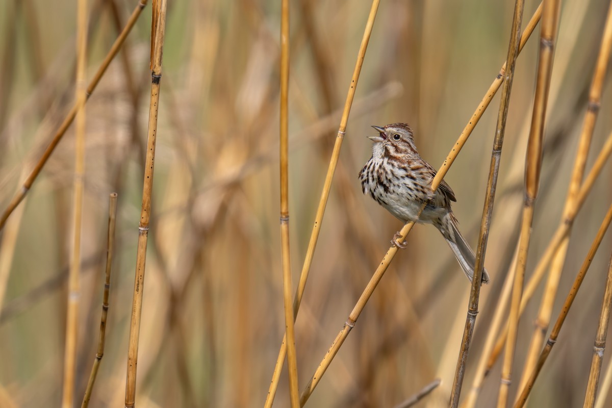 Song Sparrow - Matt Saunders