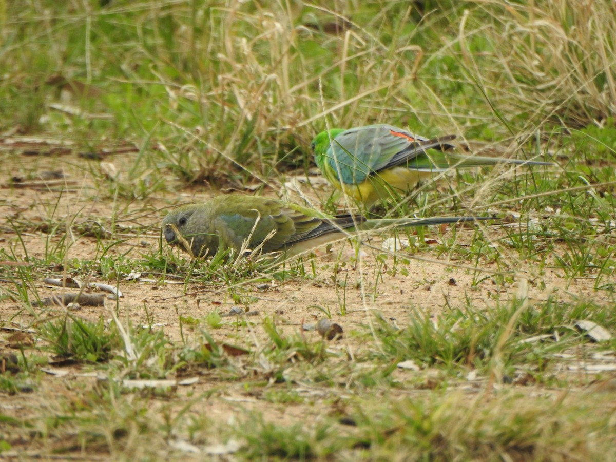 Red-rumped Parrot - DS Ridley