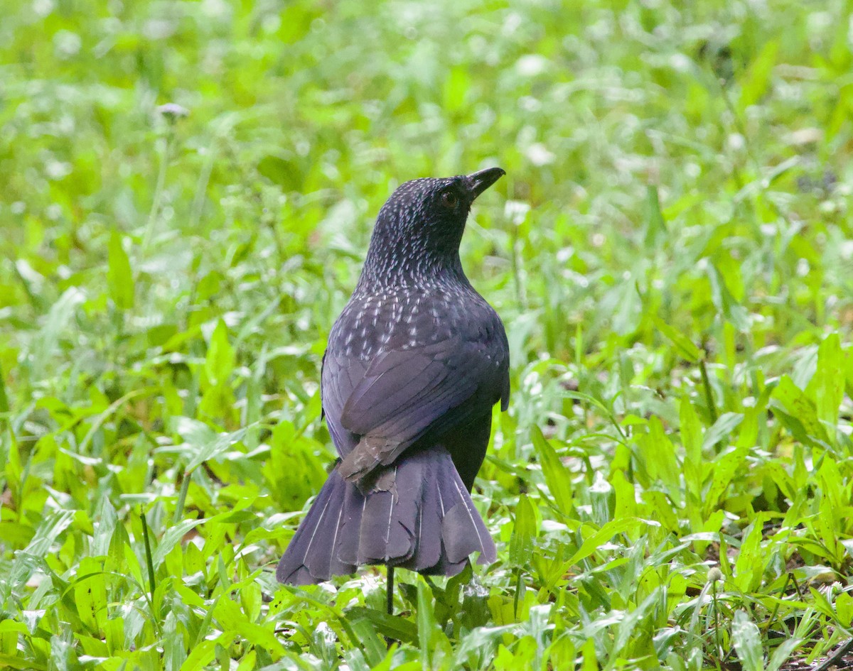 Blue Whistling-Thrush - Ben Sheldon