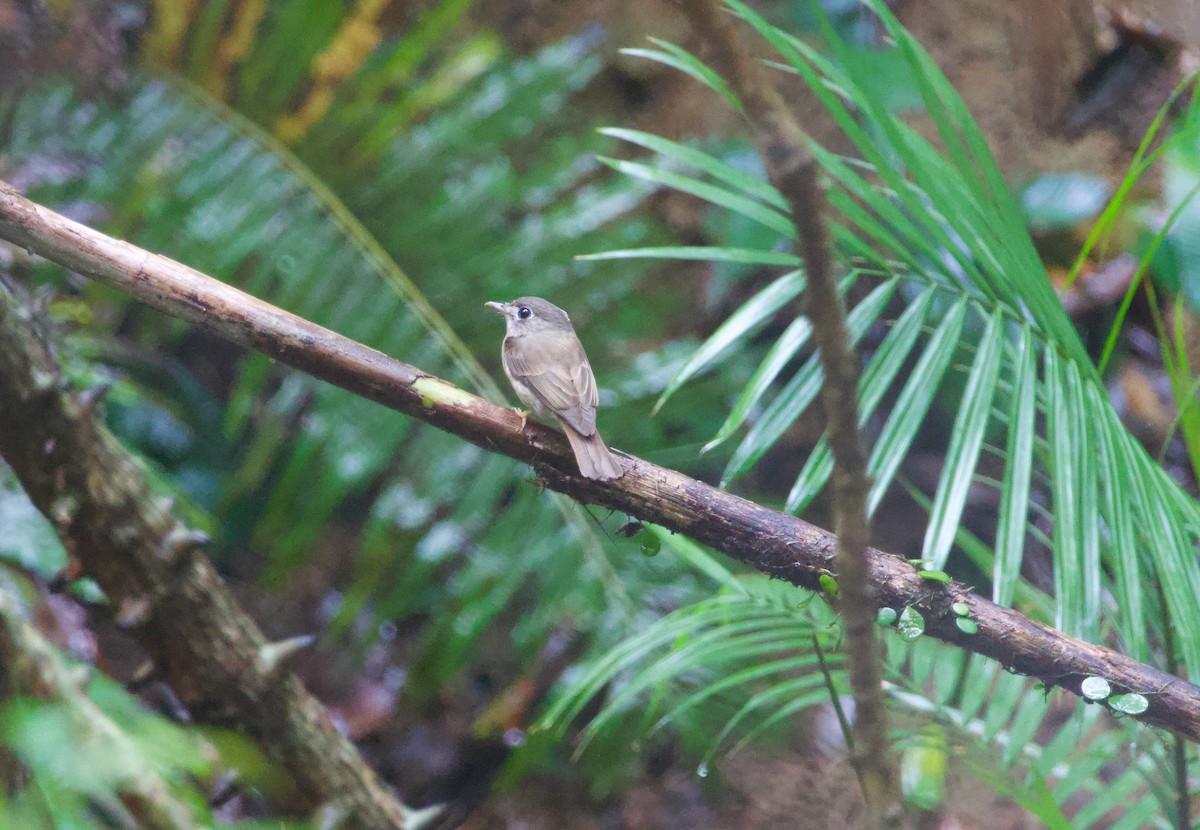 Brown-breasted Flycatcher - ML619562030