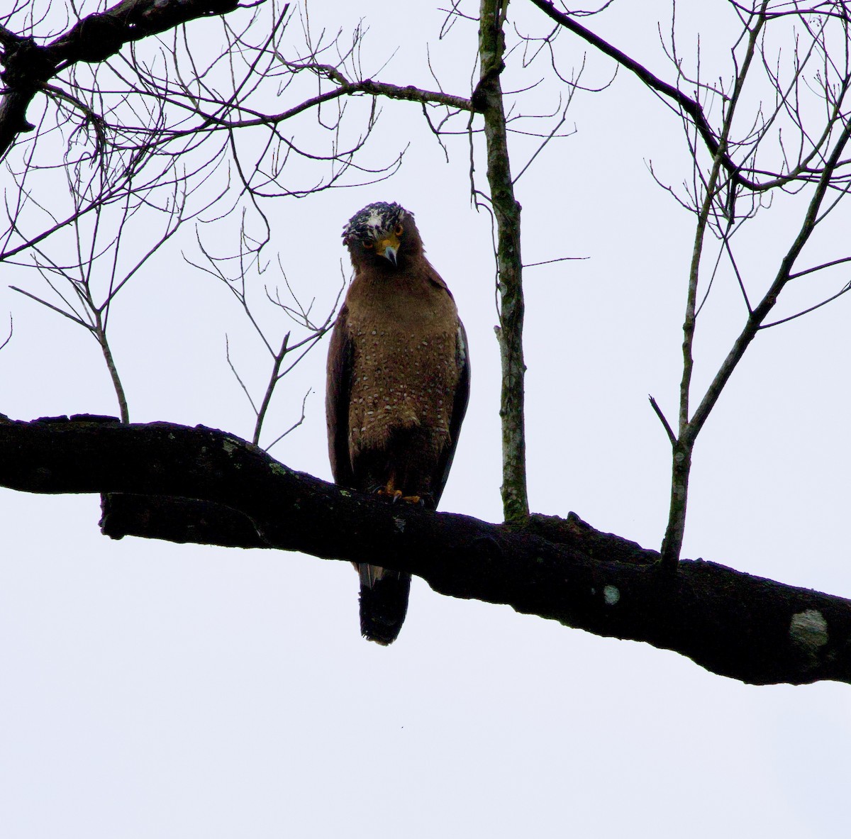 Crested Serpent-Eagle - Ben Sheldon