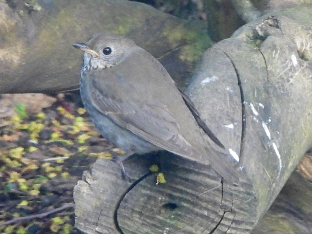 Gray-cheeked Thrush - Rob Routledge