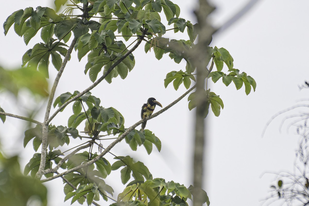 Collared Aracari - George Roussey